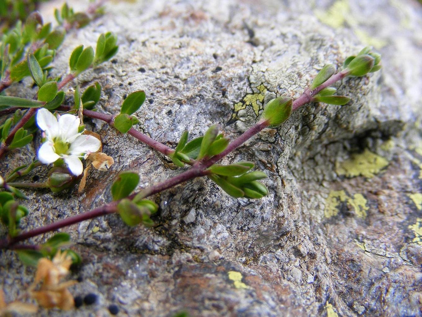 Arenaria biflora